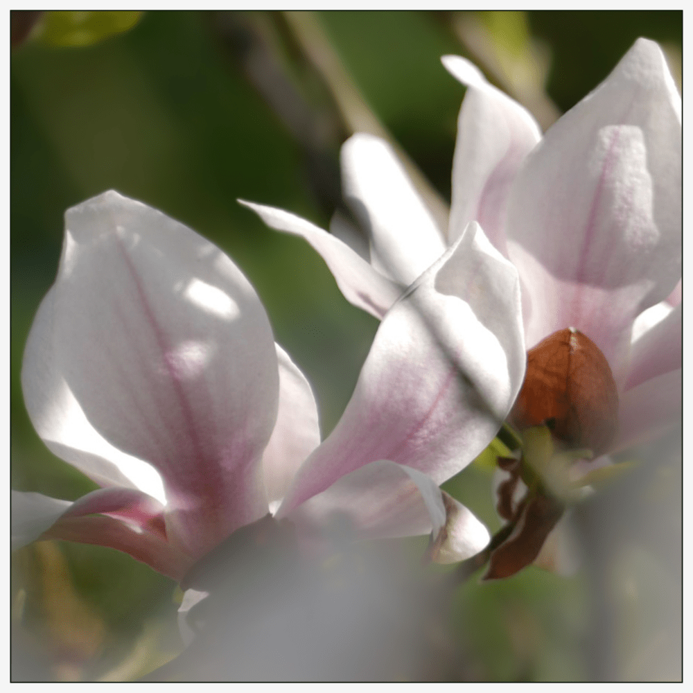 Bold Poppy - Eau de Parfum - 50 ml - Heart Note - Magnolia