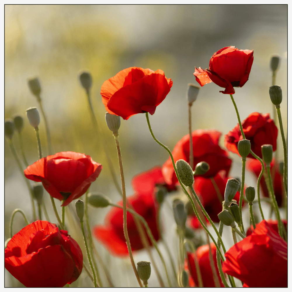 Bold Poppy - Eau de Parfum - 50 ml - Heart Note - Poppy