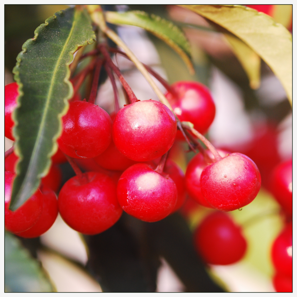 Bold Poppy - Eau de Parfum - 50 ml - Top Note - Red Currants