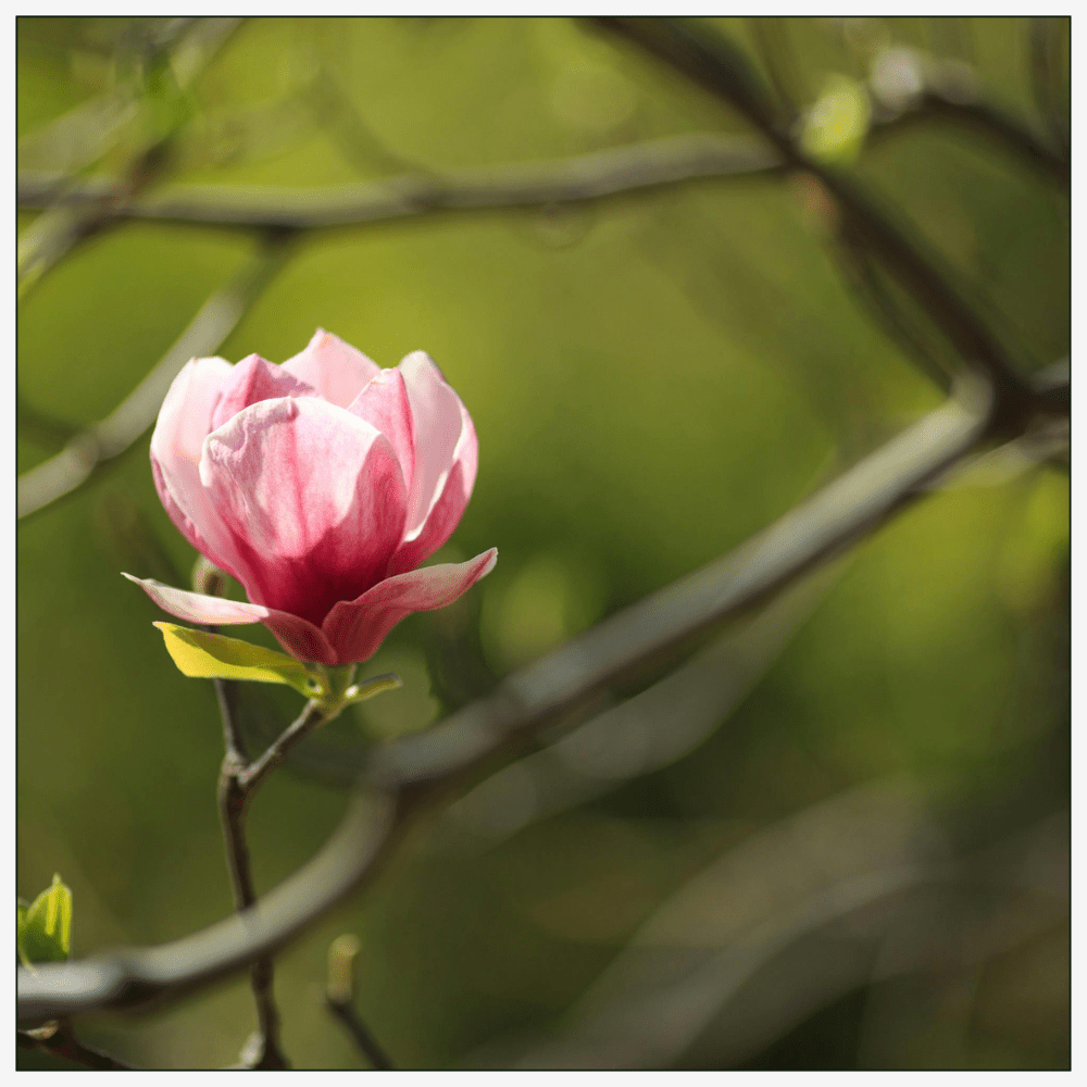 Radiant Rose - Eau de Parfum - 50 ml - Heart Note - Magnolia