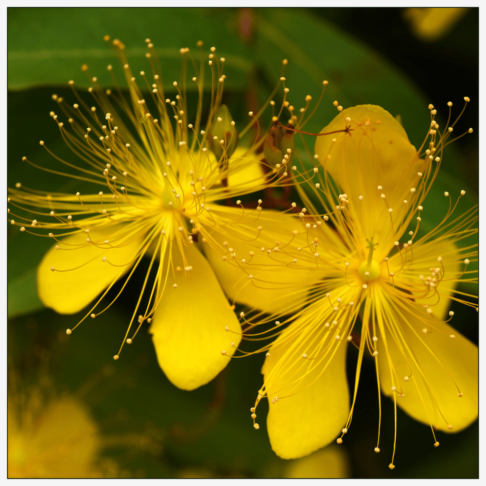 Radiant Rose - Eau de Parfum - 50 ml - Base Note - Sweet Amber