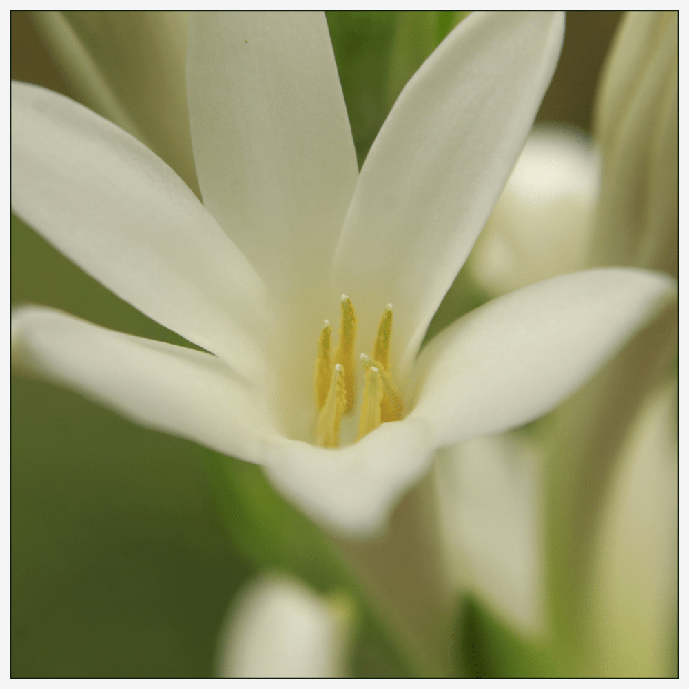 Wild Mimosa - Eau de Parfum - 50 ml - Heart Note - Tuberose