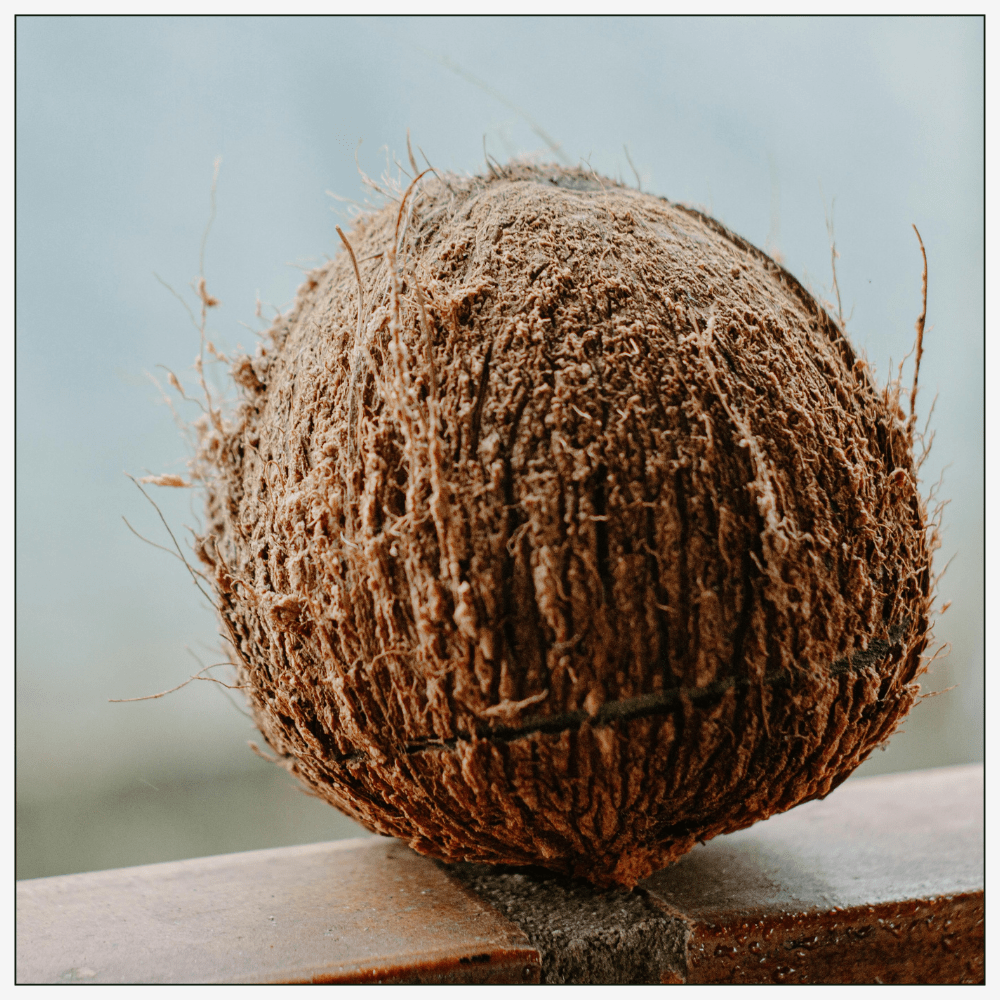 Wild Mimosa - Eau de Parfum - 50 ml - Top Note - Coconut