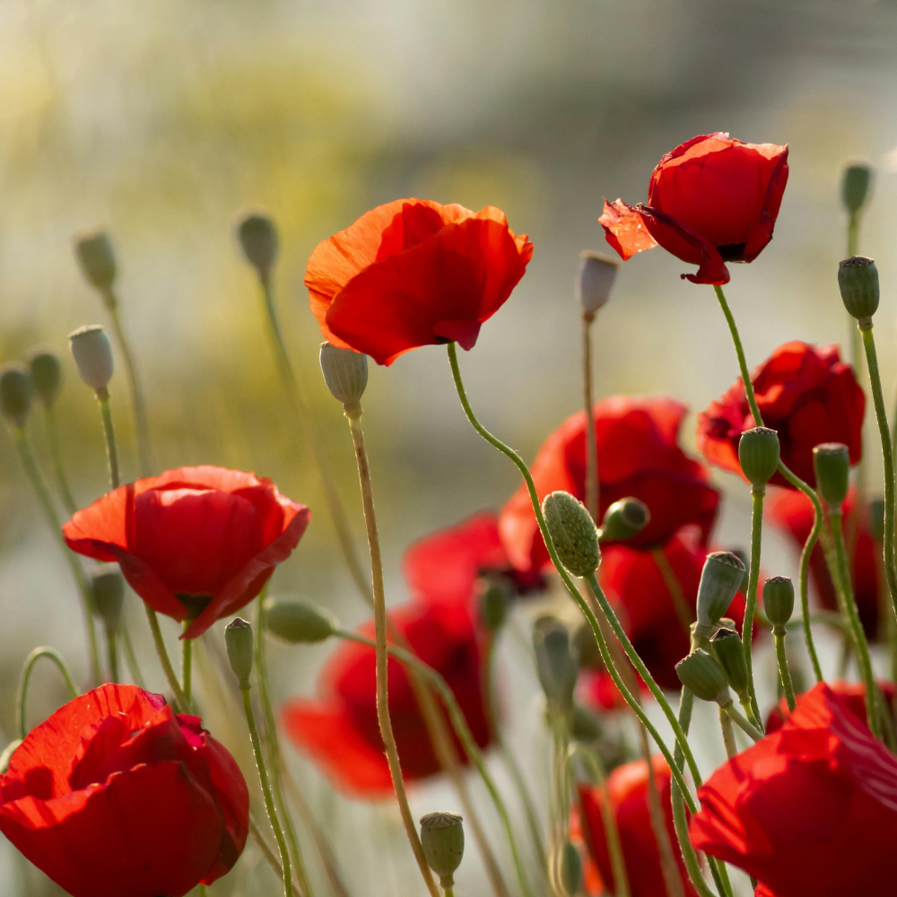 Bold Poppy - Eau de Parfum - Heart Note - Poppy
