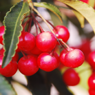 Bold Poppy - Eau de Parfum - Top Note - Red Currants
