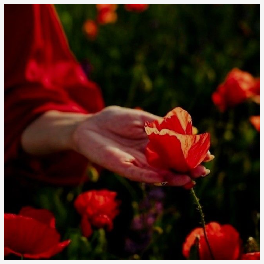 woman's hand grasping a poppy flower in a bush of poppies