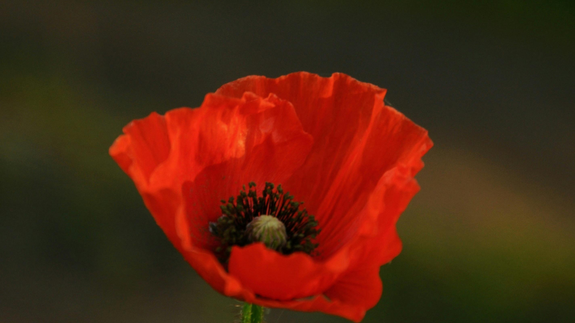 close up of a single bright red poppy