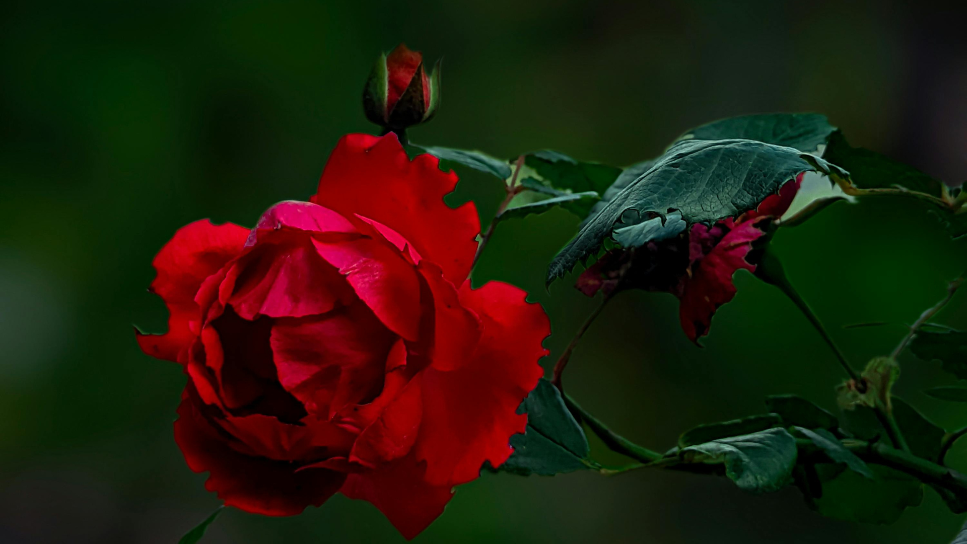 close up of a single red rose with a bud in the background