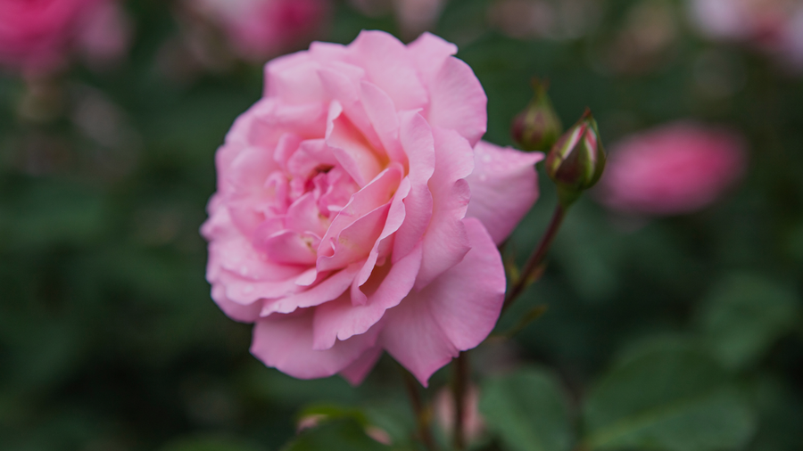 close up of a single red rose with a bud in the background