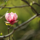 Radiant Rose - Eau de Parfum - Heart Note - Magnolia