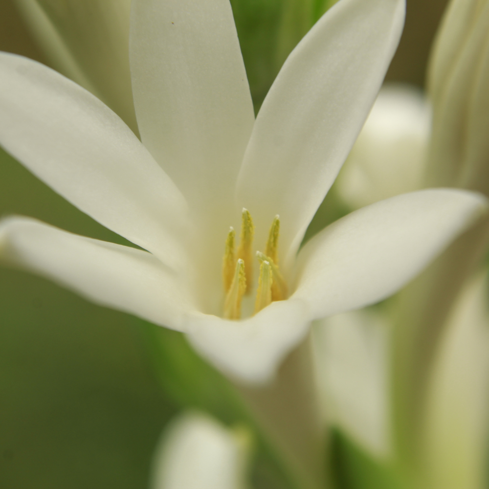 Wild Mimosa - Eau de Parfum - Heart Note - Tuberose