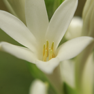Wild Mimosa - Eau de Parfum - Heart Note - Tuberose