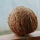 Wild Mimosa - Eau de Parfum - Top Note - Coconut