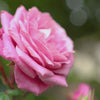 Bold Poppy - Eau de Parfum - Heart Note - Rose
