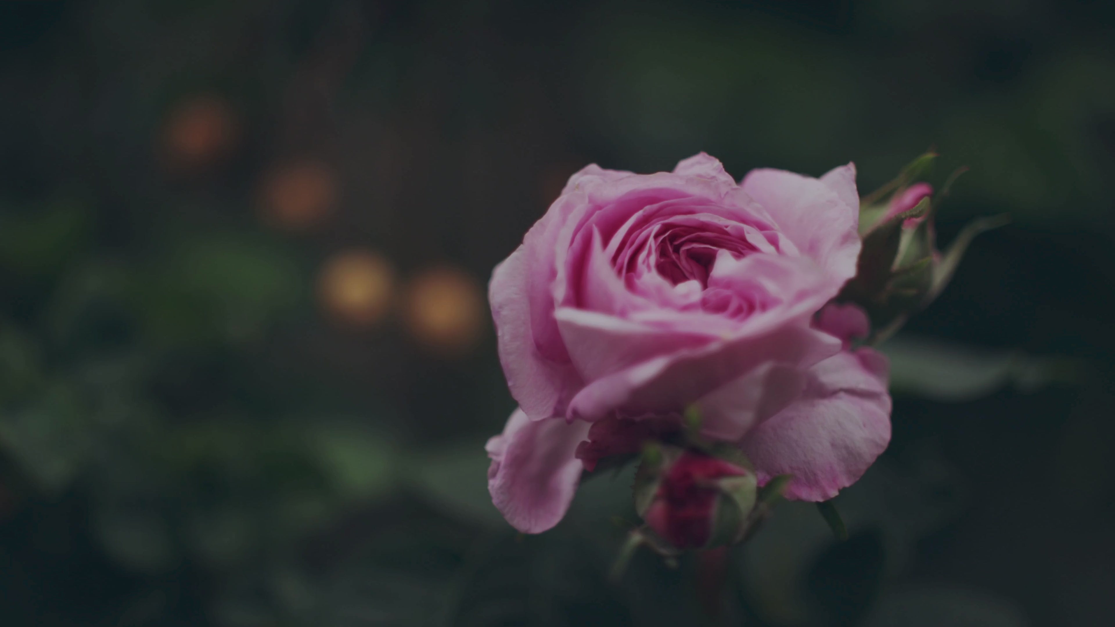 close up of a pink rose bush