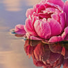 Radiant Rose - Eau de Parfum - Heart Note - Lotus