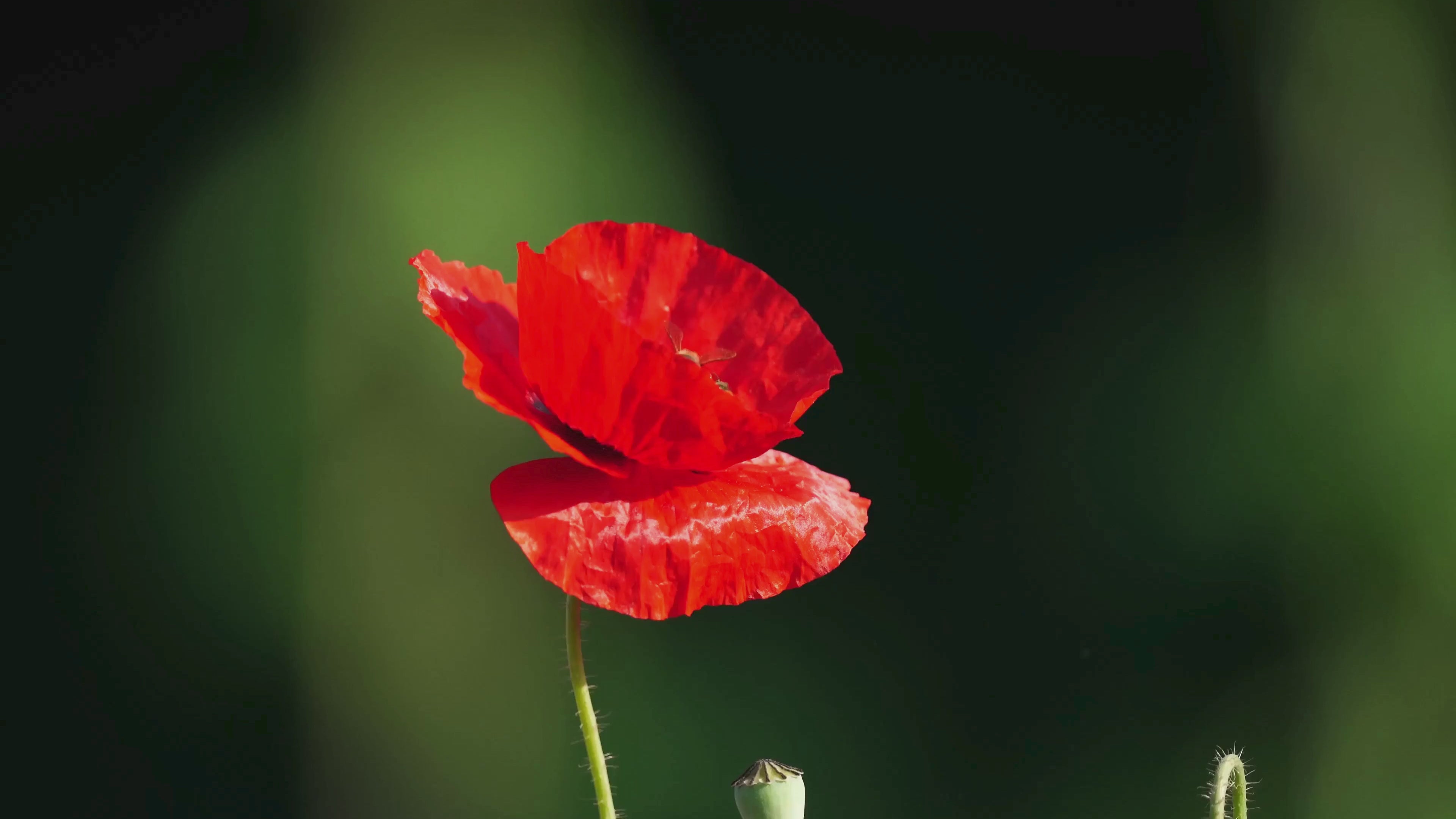 close up of a single bright red poppy with two bees flying around it