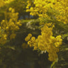 Wild Mimosa - Eau de Parfum - Heart Note - Mimosa