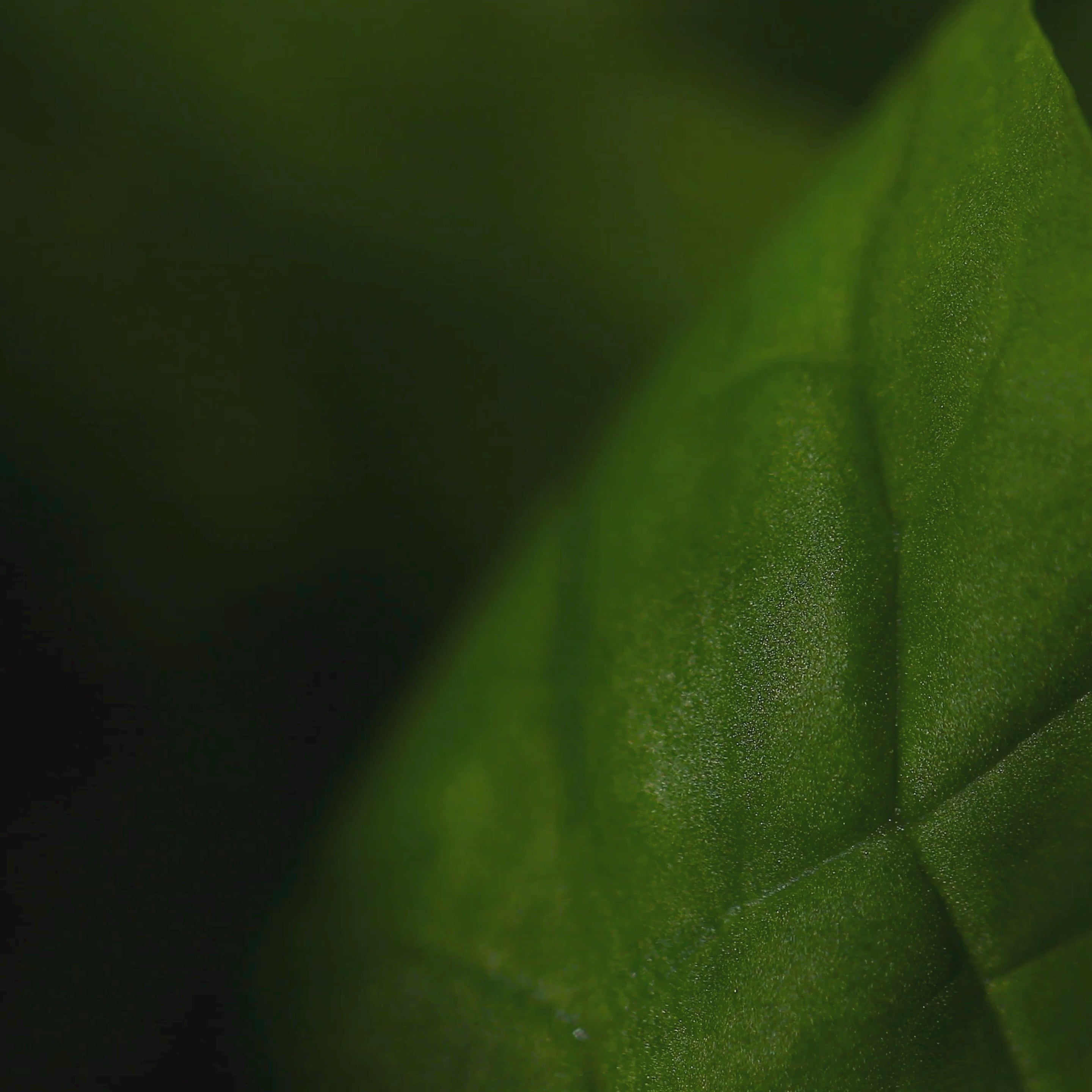 Bold Poppy - Eau de Parfum - Top Note - Green Leaves