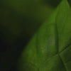 Bold Poppy - Eau de Parfum - Top Note - Green Leaves
