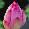 Bold Poppy - Eau de Parfum - Heart Note - Lotus