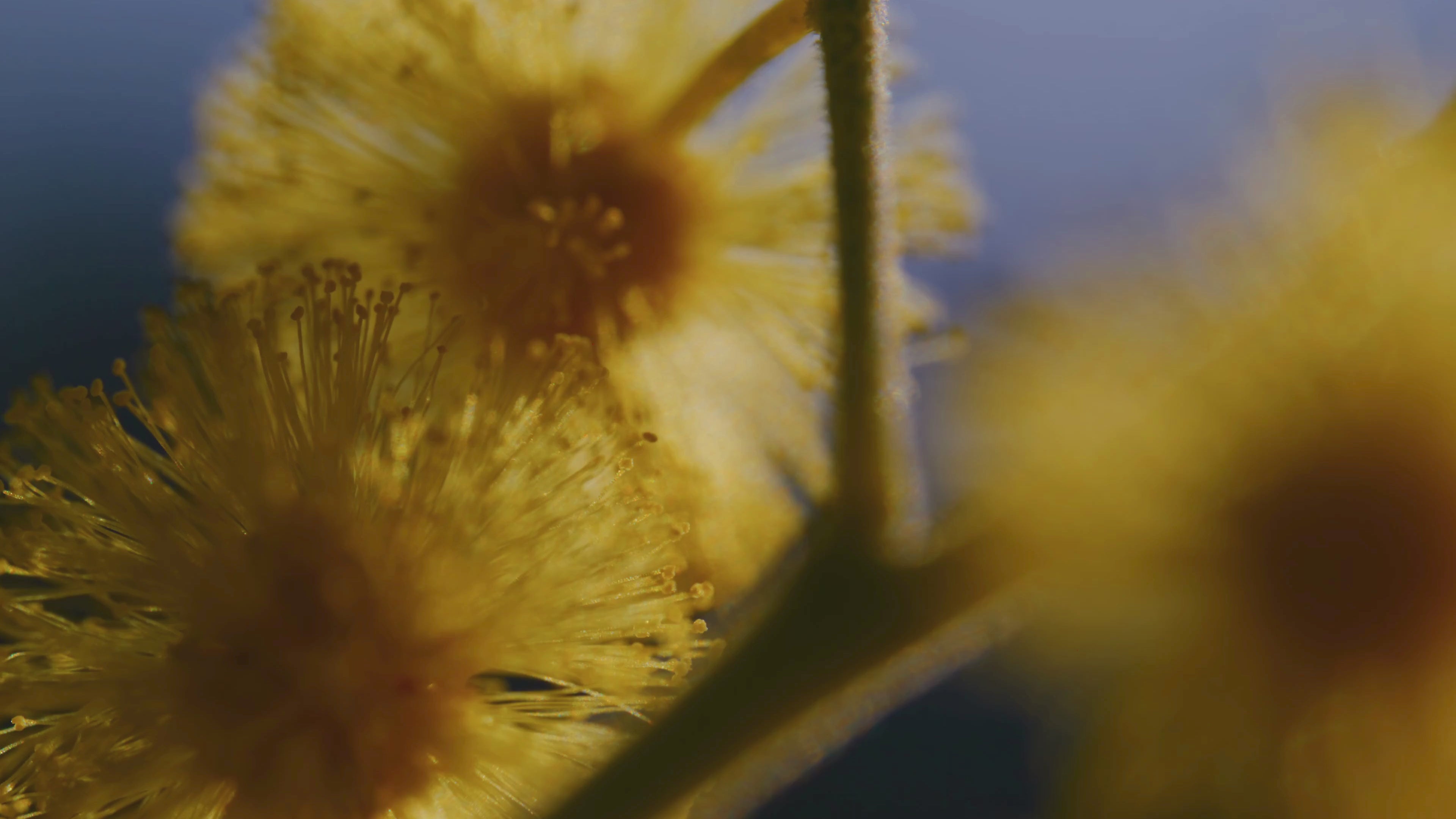close up of a mimosa flower
